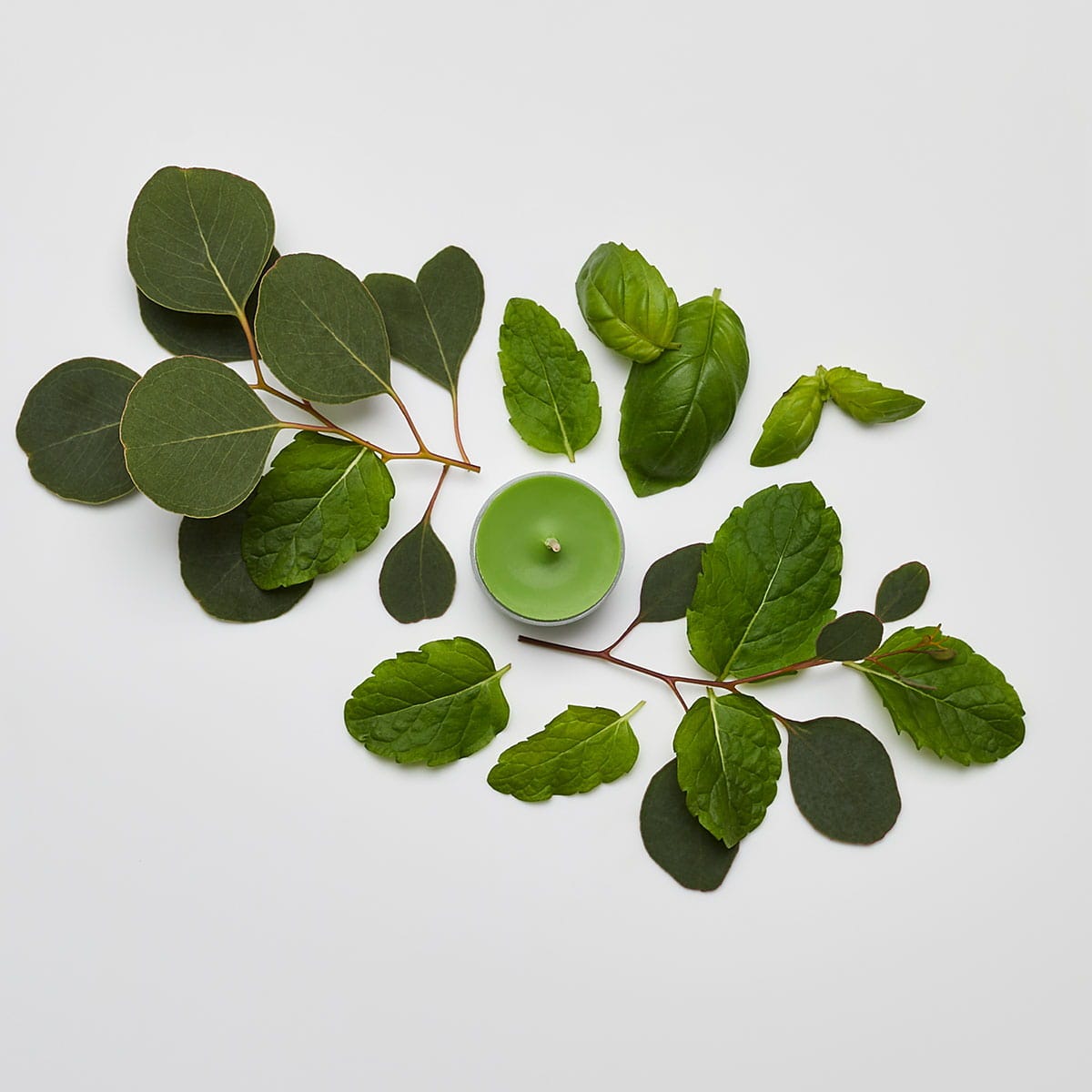 Garden Mint Universal Tealight® Candles